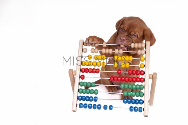 puppy-with-abacus